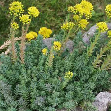 SEDUM RUPESTRE BLUE