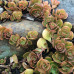 Sedum tetractinum "Coral Reef" Sedum tetractinum "Coral Reef"