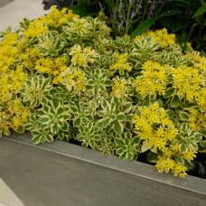 Sedum "Atlantis" Sedum "Atlantis"