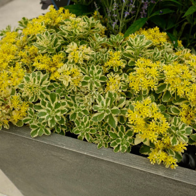 Sedum "Atlantis"