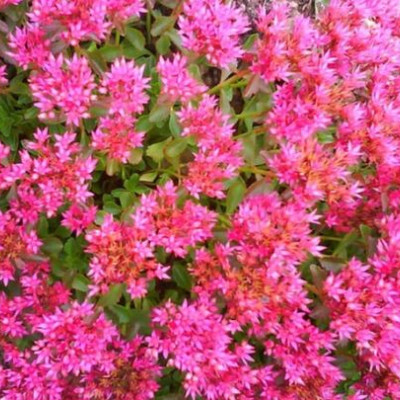 Sedum spurium "Coccineum" Sedum spurium "Coccineum"