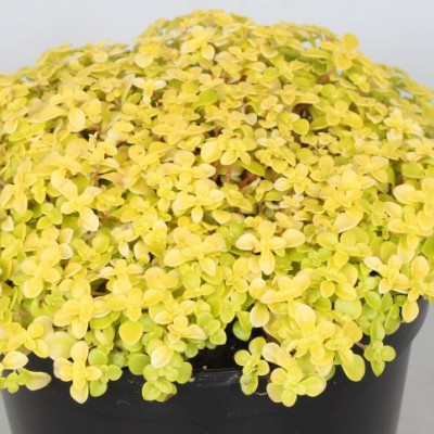 Sedum makioni "Ogon"