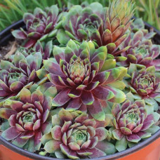 Sempervivum "Ruby Heart"