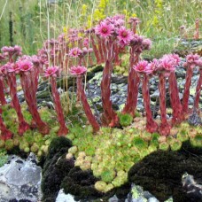 Sempervivum "Montanum"