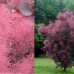  COTINUS COGGYGRIA „ROYAL PURPLE“