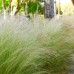 STIPA TENUISSIMA