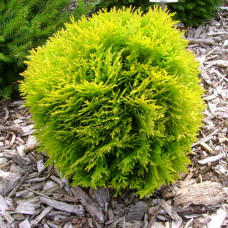 Thuja Danica Gold