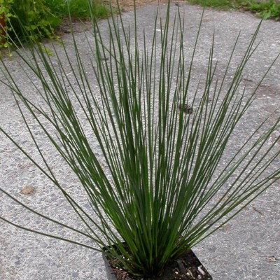 Juncus mega