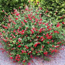 Salvia "Hot Lips"