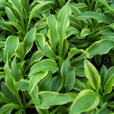 Hosta "Tattle Tails'