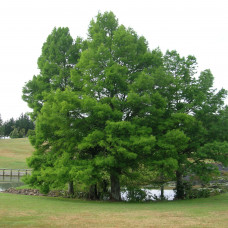 Taxodium distichum - Mocvarni cempres