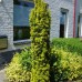 Taxus baccata "Fastigiata Aurea"