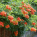 Campsis Radicans