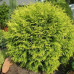Thuja occ. "Golden Globe"