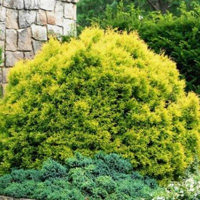 Thuja reingold