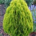 Thuja o. "Aurea Nana"