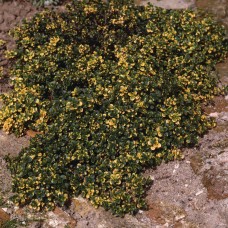 Tthymus doone valley