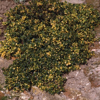 Tthymus doone valley