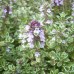 Thymus silver variegatum