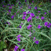 TRADESCANTIA X ANDERSONIANA