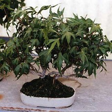 Hedera helix "Triton"