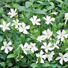 Vinca major alba