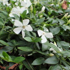 Vinca major alba