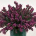 Erica carnea