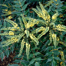 Mahonia "Winter Sun" Mahonia "Winter Sun"