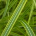 MISCANTHUS sinensis  'Luc Andr Lepage'