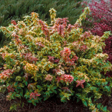 Abelia grandiflora variegata
