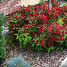 WEIGELA „BRISTOL RUBY“