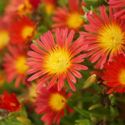 Delosperma "Jewel ond vonder fire"