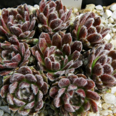 Sempervivum "Kamelot"