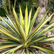 Yucca "Color Guard"