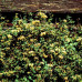 Lonicera "Graham Tomas"