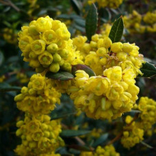 Berberis "Julianae" Berberis "Julianae"