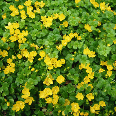 Lysimachia nummularia