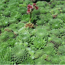 Sempervivum "Mountains"