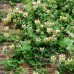 Lonicera caprifolium