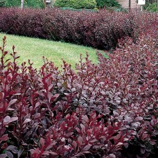 Berberis thunbergii atropurpurea