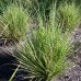 MISCANTHUS SINENSIS „LITTLE ZEBRA“