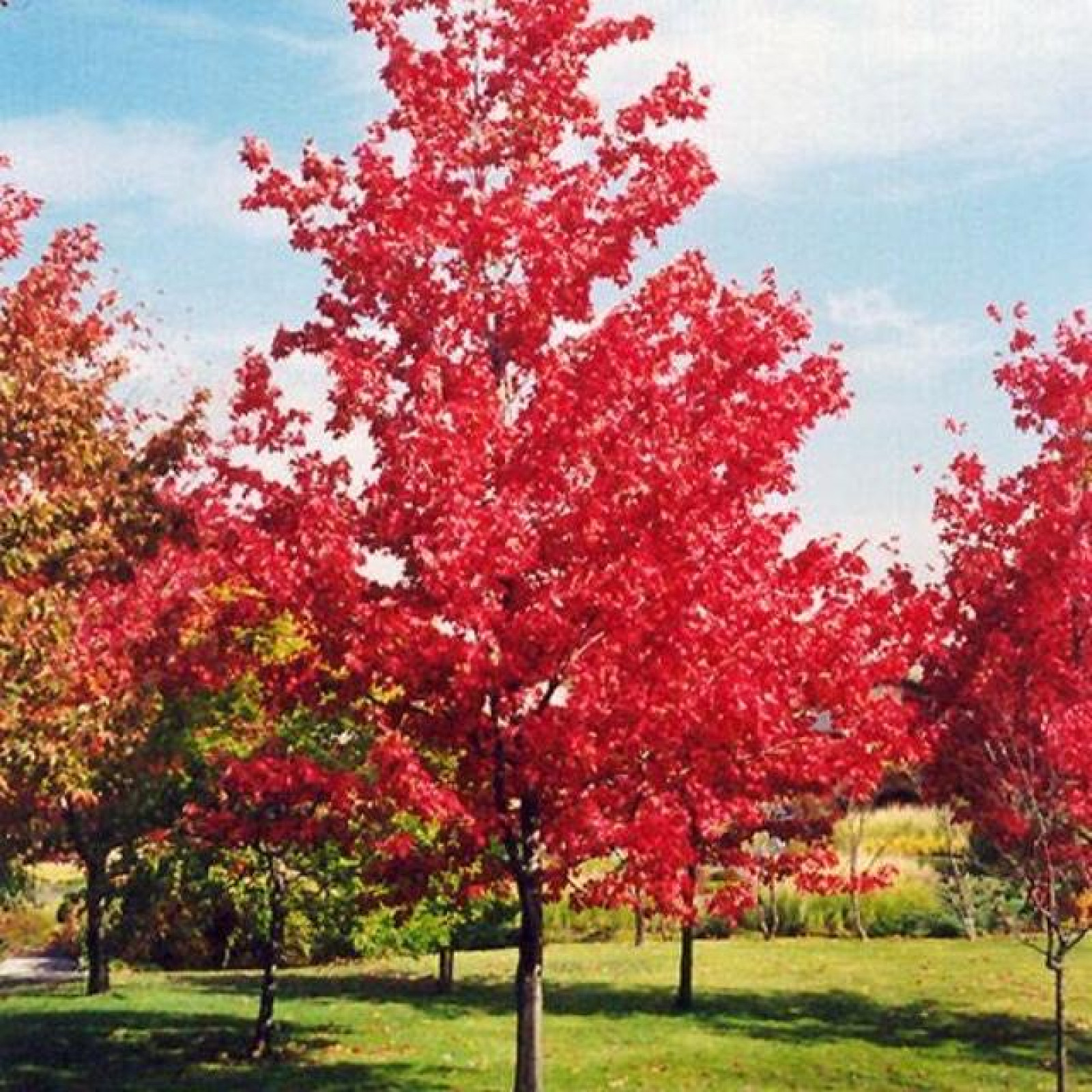 Red heights. Клён красный Сан Вэлли. Дуб красный Quercus rubra. Клен канадский красный. Красный клен саженцы.