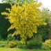 LABURNUM