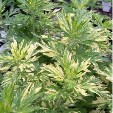 Artemisia vulgaris variegated