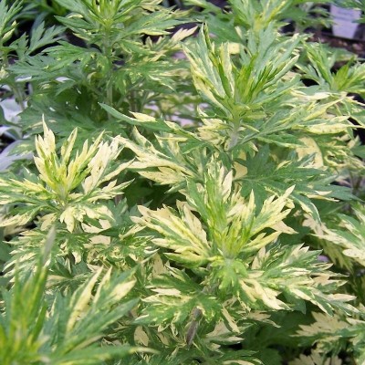 Artemisia vulgaris variegated