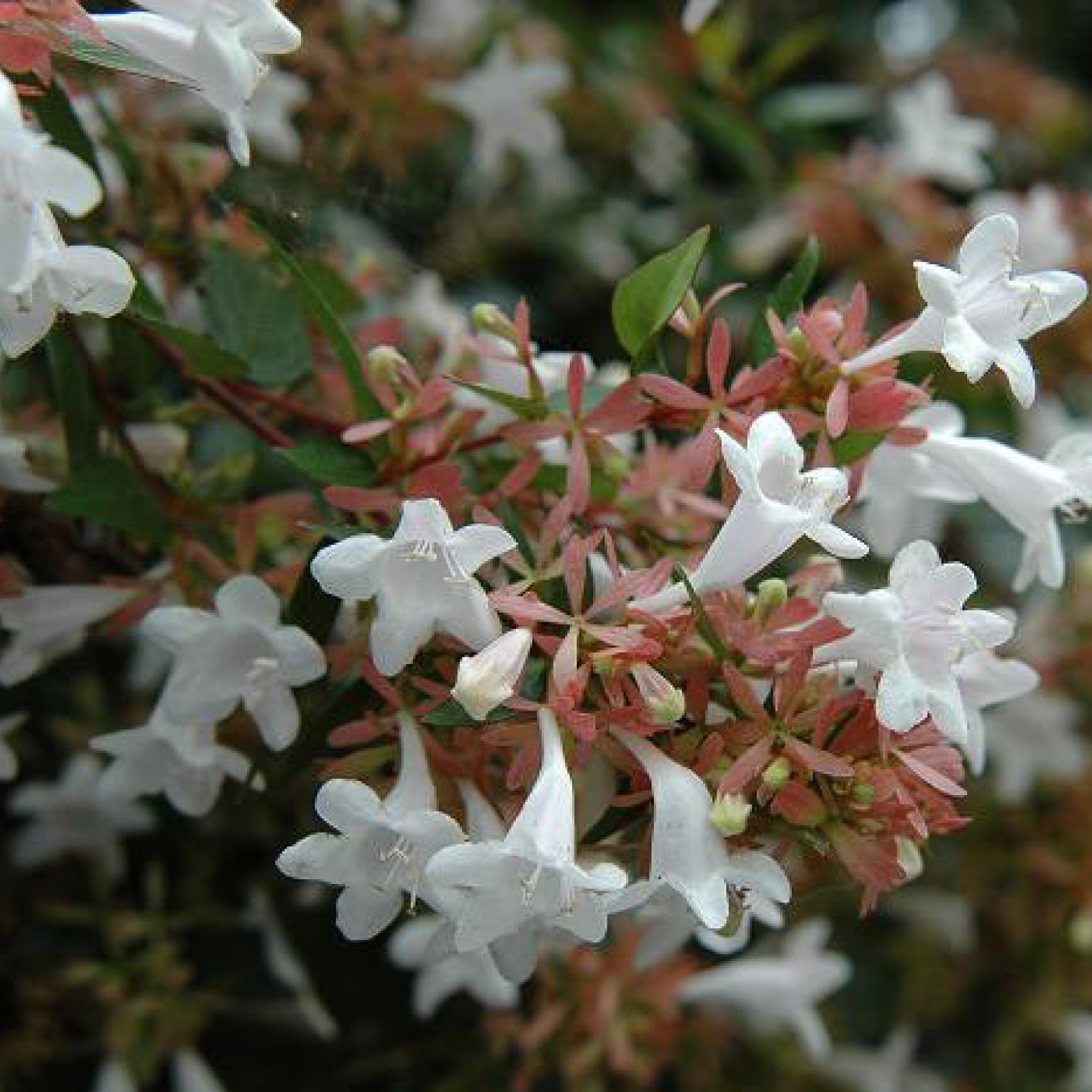 Abelia grandiflora - Rasadnik „Jelena”