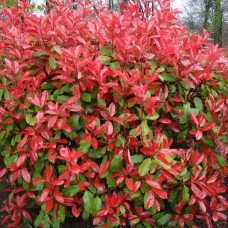 Photinia little "Red robin"