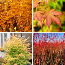 Acer palmatum "Bi-Hoo" Acer palmatum "Bi-Hoo"