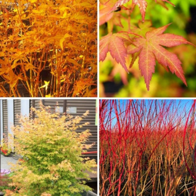 Acer palmatum "Bi-Hoo" Acer palmatum "Bi-Hoo"